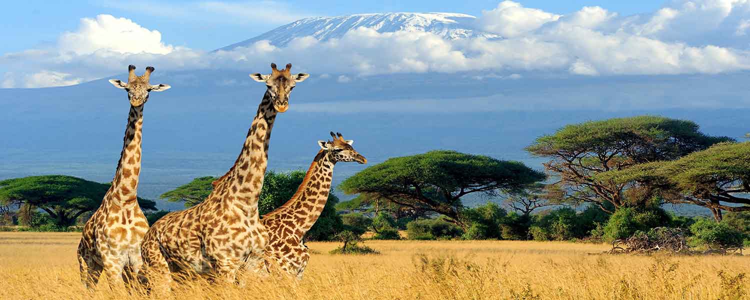 تور تانزانیا صعود کلیمانجارو | پاییز و زمستان ۱۴۰۱ – شرق بهشت